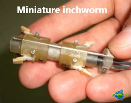   Inchworm